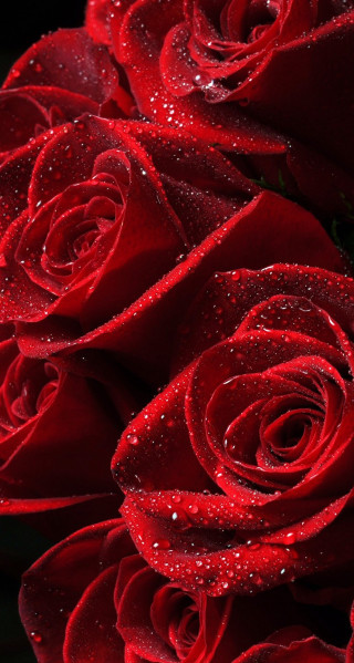 Red roses water droplets night - a close up of a bunch free wallpaper