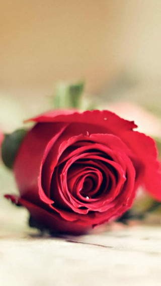 Red rose vase wine romantic - single free wallpaper for mobile