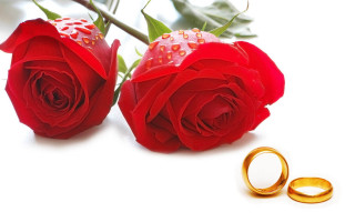 Roses gold wedding rings white - two rose free wallpaper