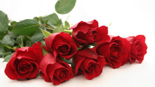 Red roses white background leaves 2 - red rose free wallpaper