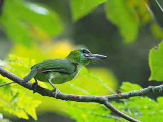 Green bird sitting branch tree - a green bird free wallpaper for desktop