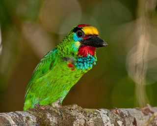 Colorful bird tree branch forest 3 - a tree branch in a forest area free wallpaper for desktop