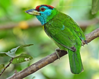 Green red bird branch leaves - a green bird free wallpaper