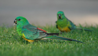Two green birds standing in - vibrant colour free wallpaper