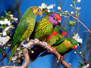 Colorful birds branch white flowers - colorful bird free wallpaper for desktop