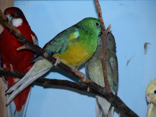 Colorful birds perched branch tree - a blue wall free wallpaper