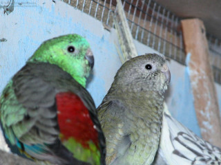 Two birds sitting perch cage - two bird free wallpaper for desktop
