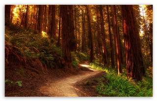 Woods path trees ferns trail - tree and ferns free wallpaper