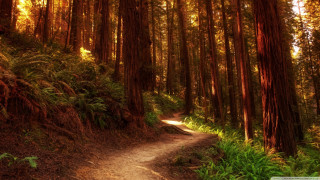 Dirt path forest tall trees - a trail free wallpaper
