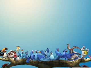 Birds tree branch sky background - top of a tree branch free wallpaper