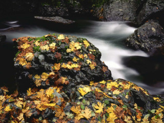 Stream forest rocks leaves trees - rock free wallpaper