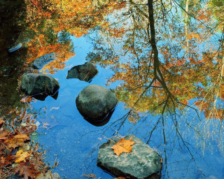 Creek rocks leaves tree reflection - fall free wallpaper