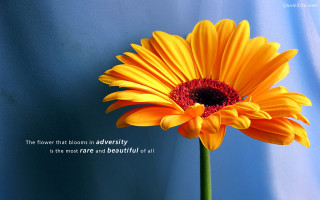 Yellow flower quote blue wall - a blue wall free wallpaper