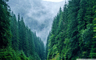 Road trees foggy mountains forest - tall tree free wallpaper
