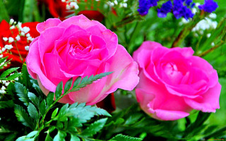 Pink roses blue red flowers - pink rose free wallpaper