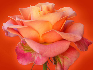 Pink rose closeup red background - anne rigney free wallpaper