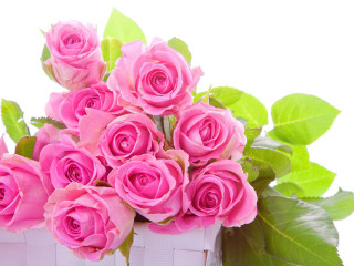 Pink roses white basket green - pink rose free wallpaper for desktop
