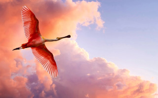 Large bird flying cloudy sky - photorealistic imagery free wallpaper