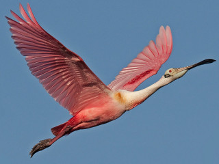 Large bird long neck flying - open free wallpaper