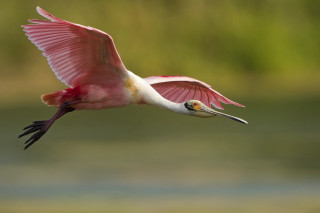 Pink bird flying over water 2 - pink free wallpaper