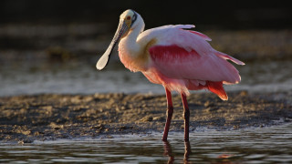 Pink bird long beak standing - leg free wallpaper