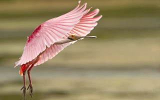Pink bird flying water land - over water free wallpaper