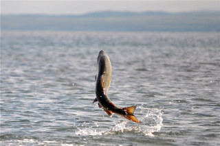 Jumping fish catching fish mouth - lostfish free wallpaper for desktop