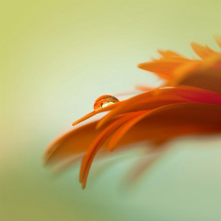 Flower closeup blurry background water - dorothea braby free wallpaper