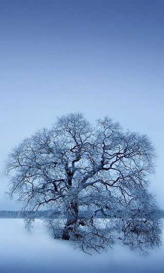 Lone tree snowy field blue 2 - free winter wallpaper for mobile