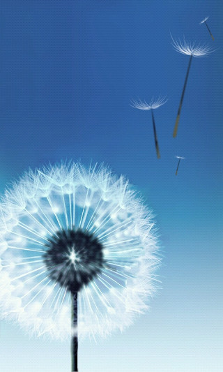 Dandelion flying seeds blue sky - a blue sky background free wallpaper for mobile