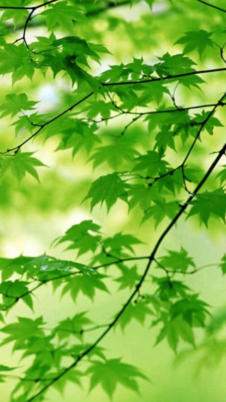 Green tree leaves blurry background - free nature wallpaper for mobile