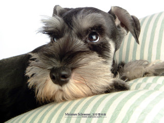 Dog couch striped pillow black - pillow free wallpaper