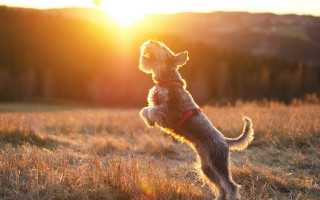 Dog jumping frisbee field sunset - sun free wallpaper