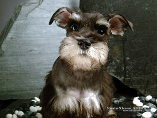 Small dog sitting on rocks - a small dog free wallpaper