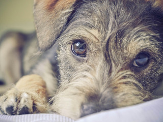 Dog paw pillow bed sad - his paw free wallpaper