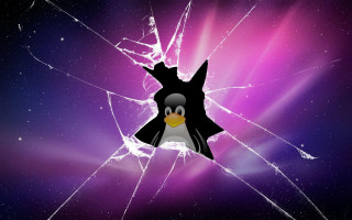 Broken glass penguin purple background - free bird wallpaper for desktop