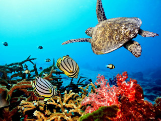 Turtle swimming coral reef fish 2 - other fish free wallpaper
