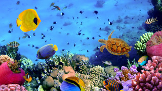 Fish swimming coral reef ocean - a group of fish swimming free wallpaper