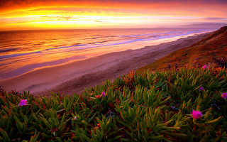 Sunset beach flowers water background - the foreground and a body of water free wallpaper