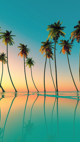 Palm trees water sunset reflection - sunset time free wallpaper for mobile