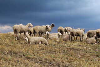 Sheep herd hillside grass cloudy - hillside under a cloudy sky free wallpaper