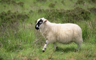 Sheep black face grass field - a sheep free wallpaper