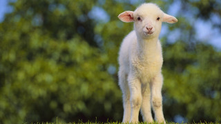 Small lamb lush green field 2 - ground free wallpaper
