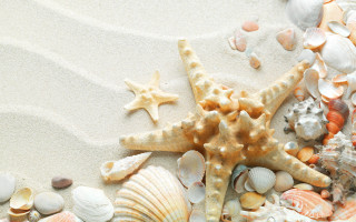 Starfish shells sandy beach water - a sandy beach free wallpaper