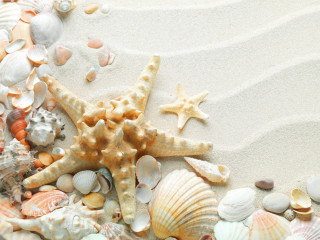 Starfish shells beach water droplets - a sandy beach free wallpaper