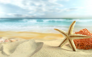 Starfish beach sand dune ocean - a blue ocean in the background free wallpaper
