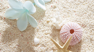 Starfish sea urchin sandy beach - soft color free wallpaper