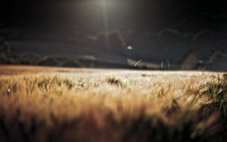 Field grass light dark sky - free textures wallpaper for desktop