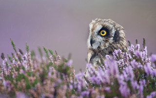 Owl purple flowers grass yellow - an owl free wallpaper
