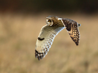 Bird flying wings spread field - a field of grass free wallpaper
